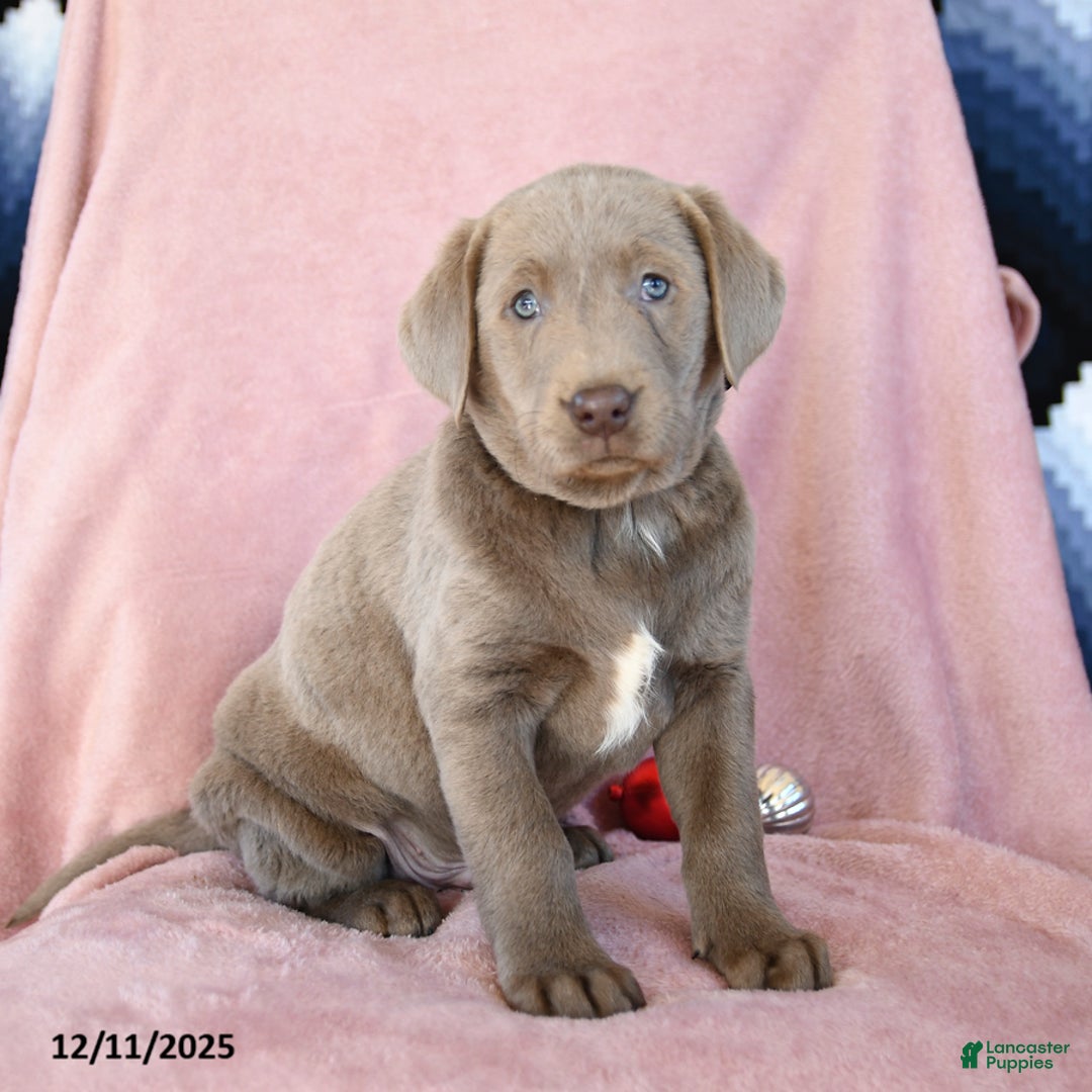Labrador Retriever dogs for sale: Alex - Ad 2