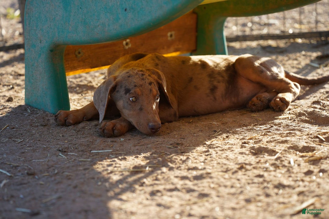 Mixed Breed dogs for sale: Lilac Fawn Merle M1 RT - Ad 5
