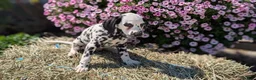 Dalmatian dogs for sale: Callie - Ad 8