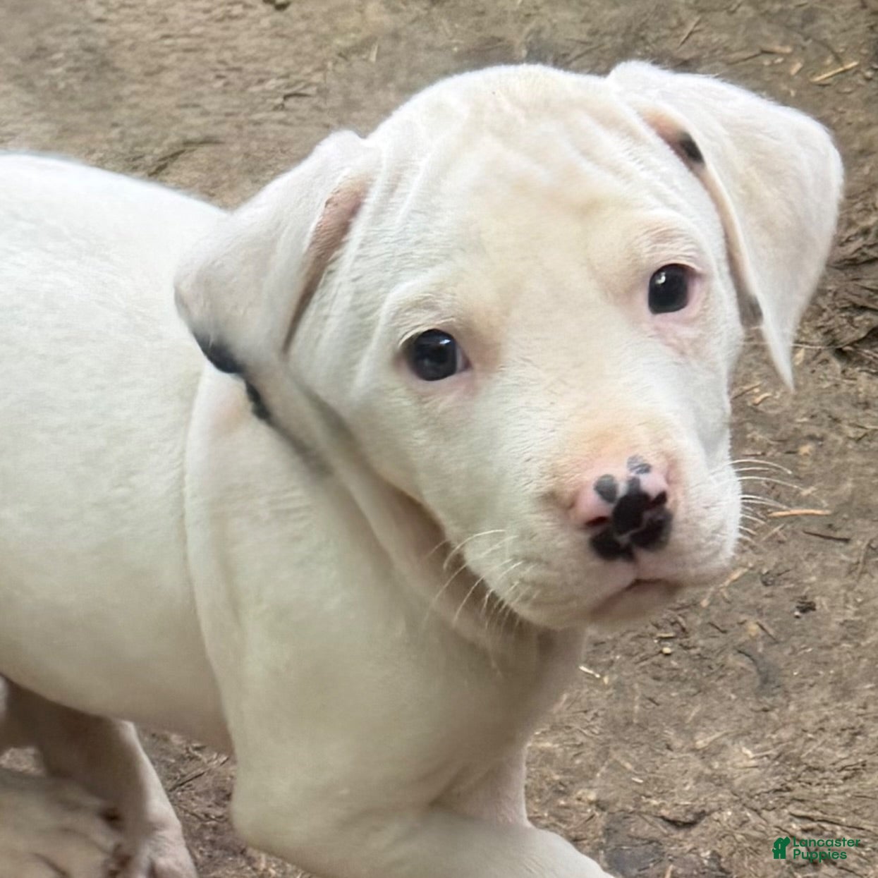 Mixed Breed dogs Lucky - Ad 2