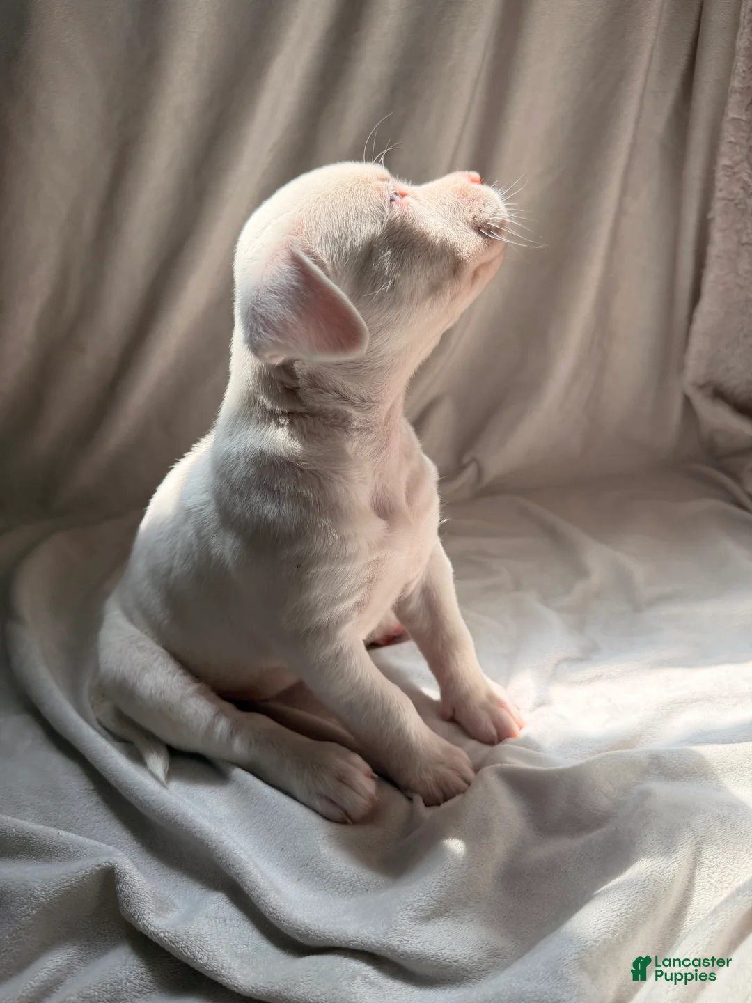 Mixed Breed dogs for sale: Mixed Breed Puppy 4 - Ad 2