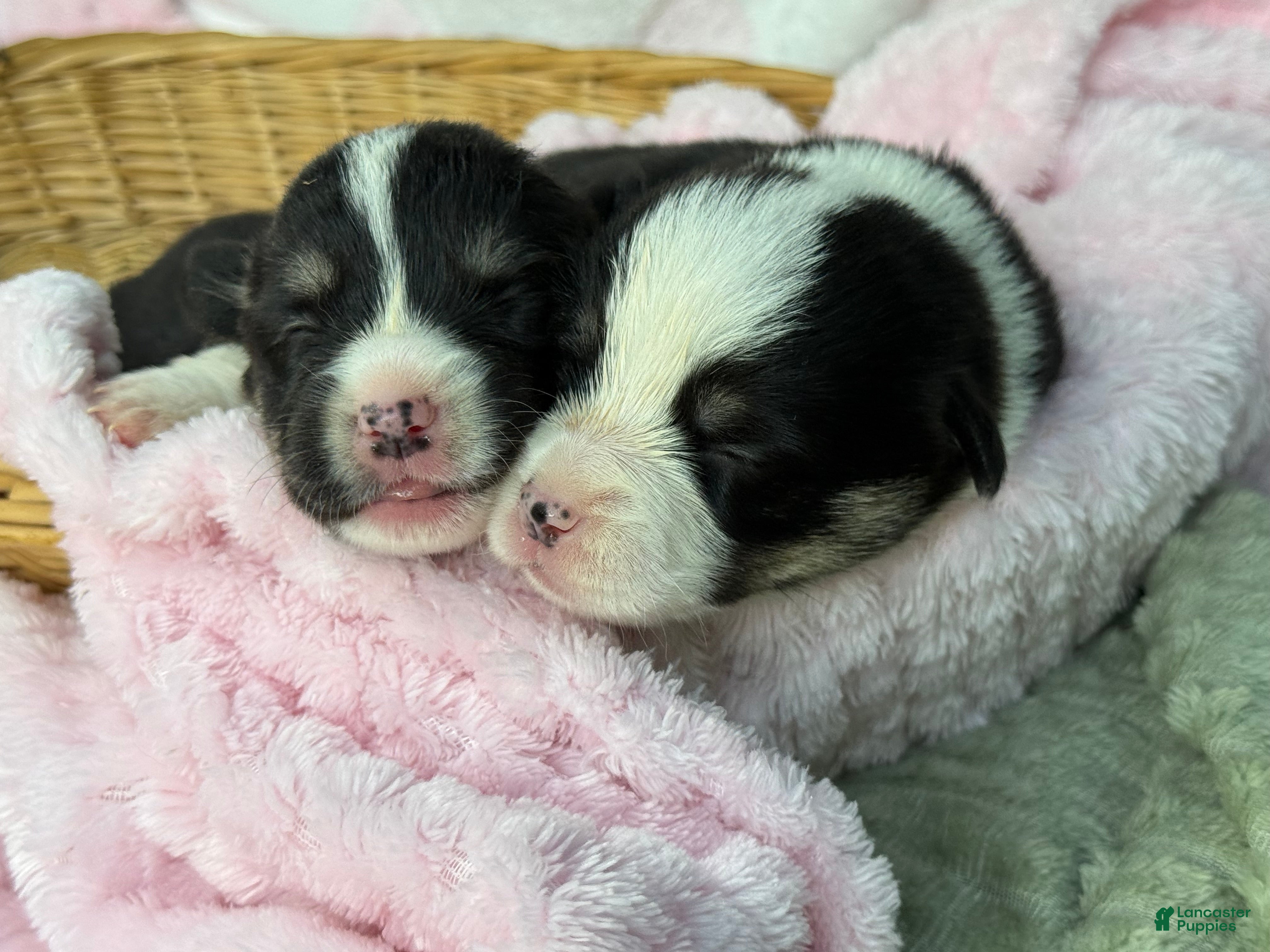 Mixed Breed dogs Black Girl 1 - Ad 29