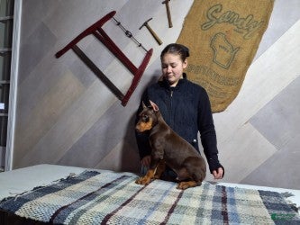 Doberman Pinscher dogs Moses - Ad 1