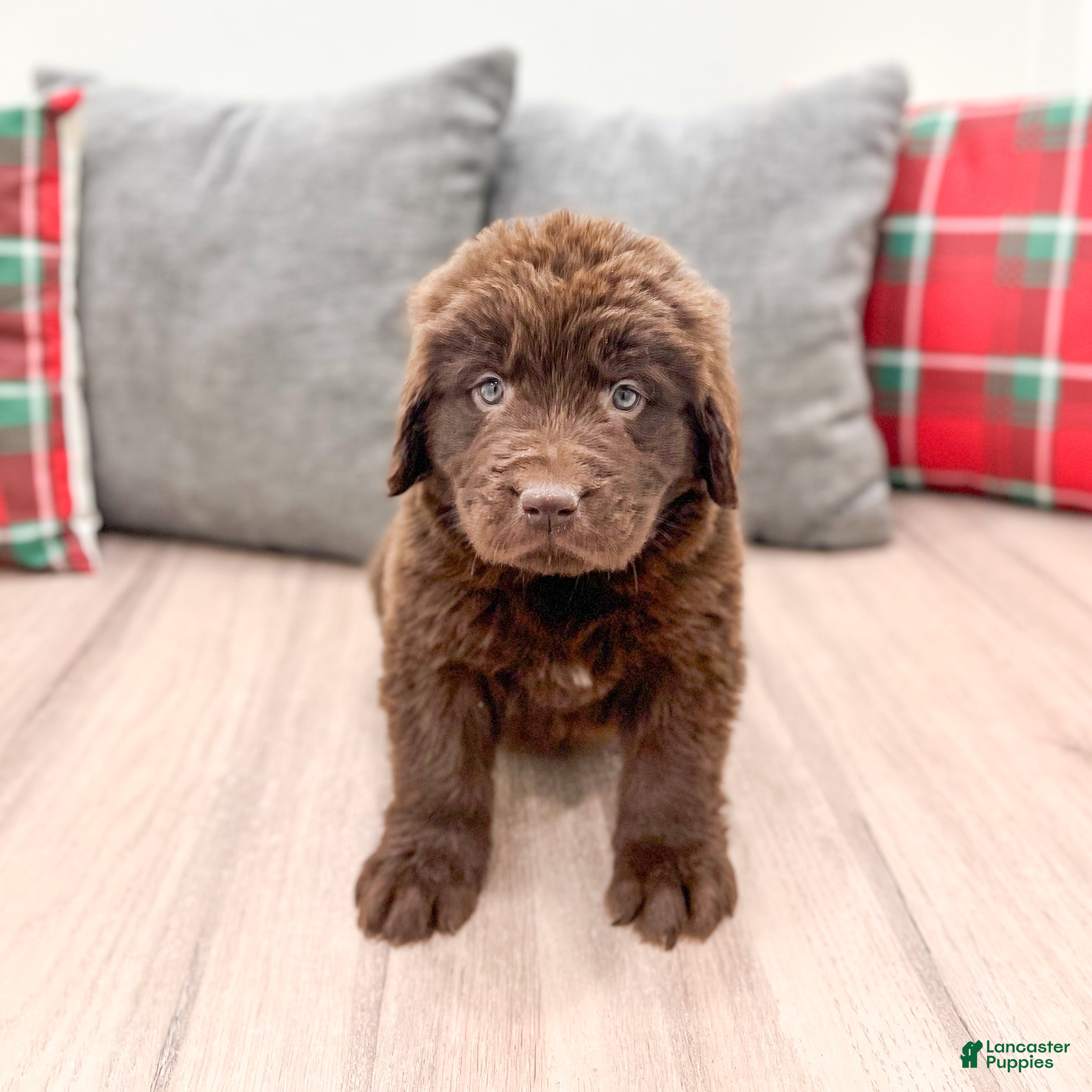 Newfoundland dogs Bella - Ad 2