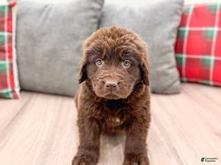 Newfoundland dogs Bella - Ad 6