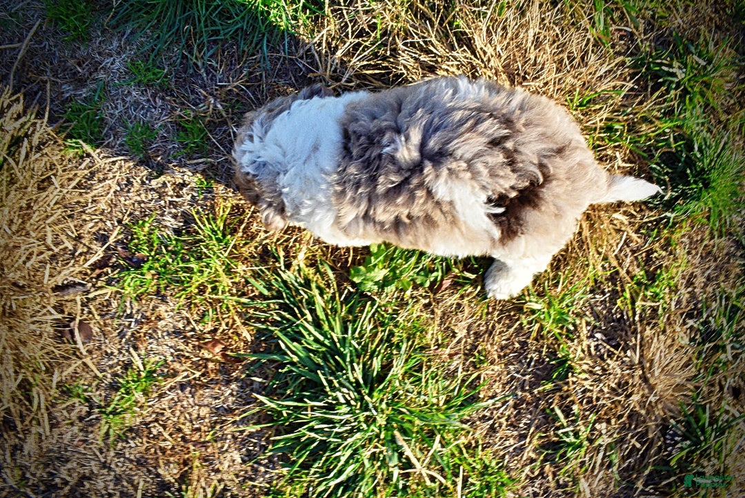 Havapoo dogs for sale: Pixie - Ad 6