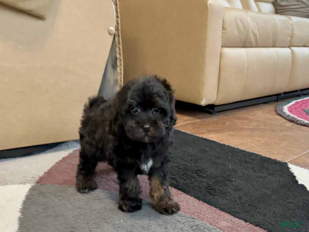 Havapoo dogs for sale: Havapoo Puppy 2 - Ad 9