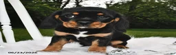 Beaglier dogs for sale: Cookie - Ad 4