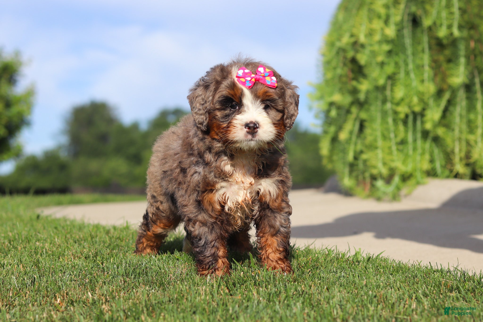 Mini Bernedoodle dogs Popcorn - Ad 2