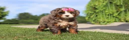Mini Bernedoodle dogs for sale: Popcorn - Ad 2