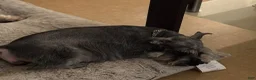 Schnauzer dogs for sale: Schnauzer Puppy 3 - Ad 11