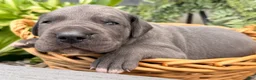 Great Dane dogs for sale: Scripple - Ad 3