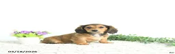 Miniature Dachshund dogs for sale: Rosie - Ad 5