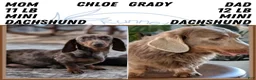 Miniature Dachshund dogs for sale: Xander - Ad 10