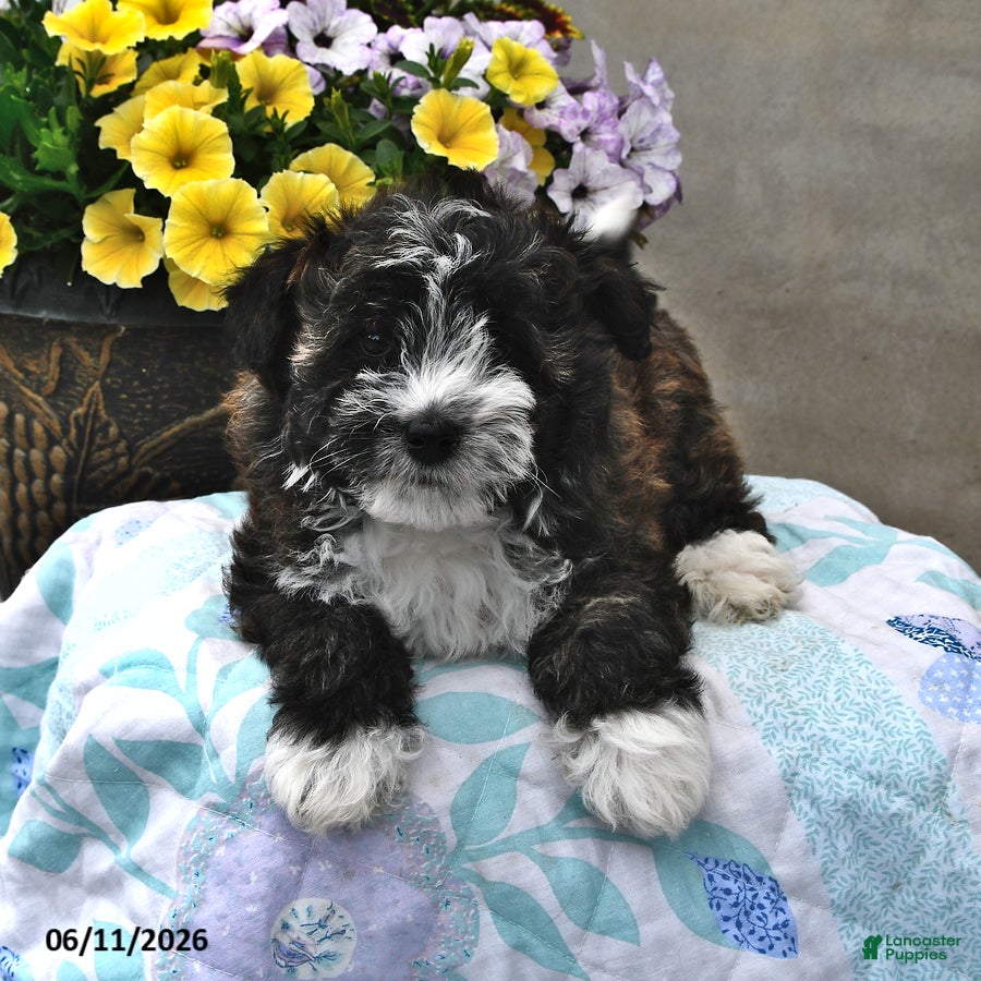 Mini Aussiedoodle dogs Tinker - Ad 1