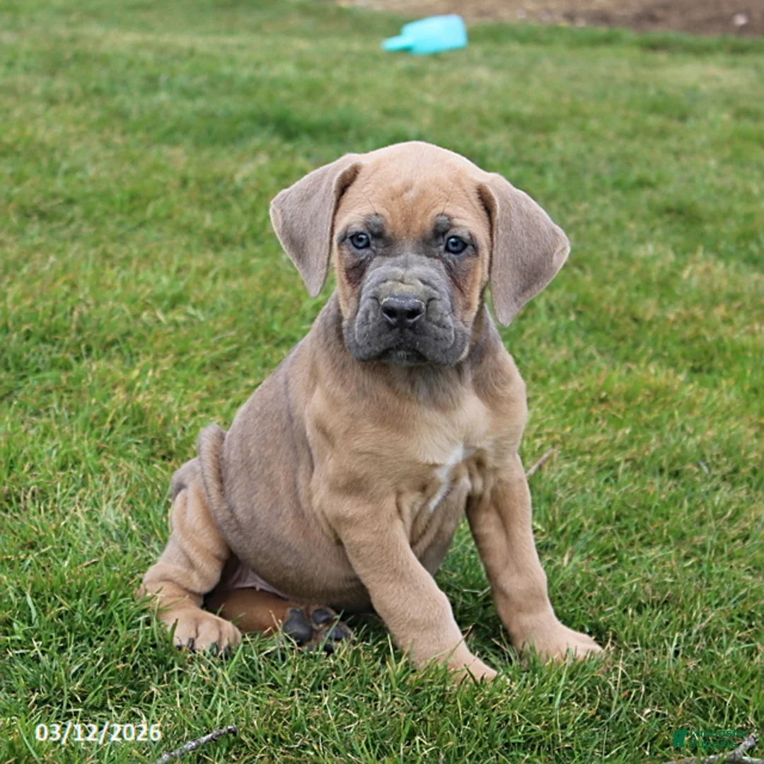 Cane Corso dogs for sale: Gracie - Ad 2