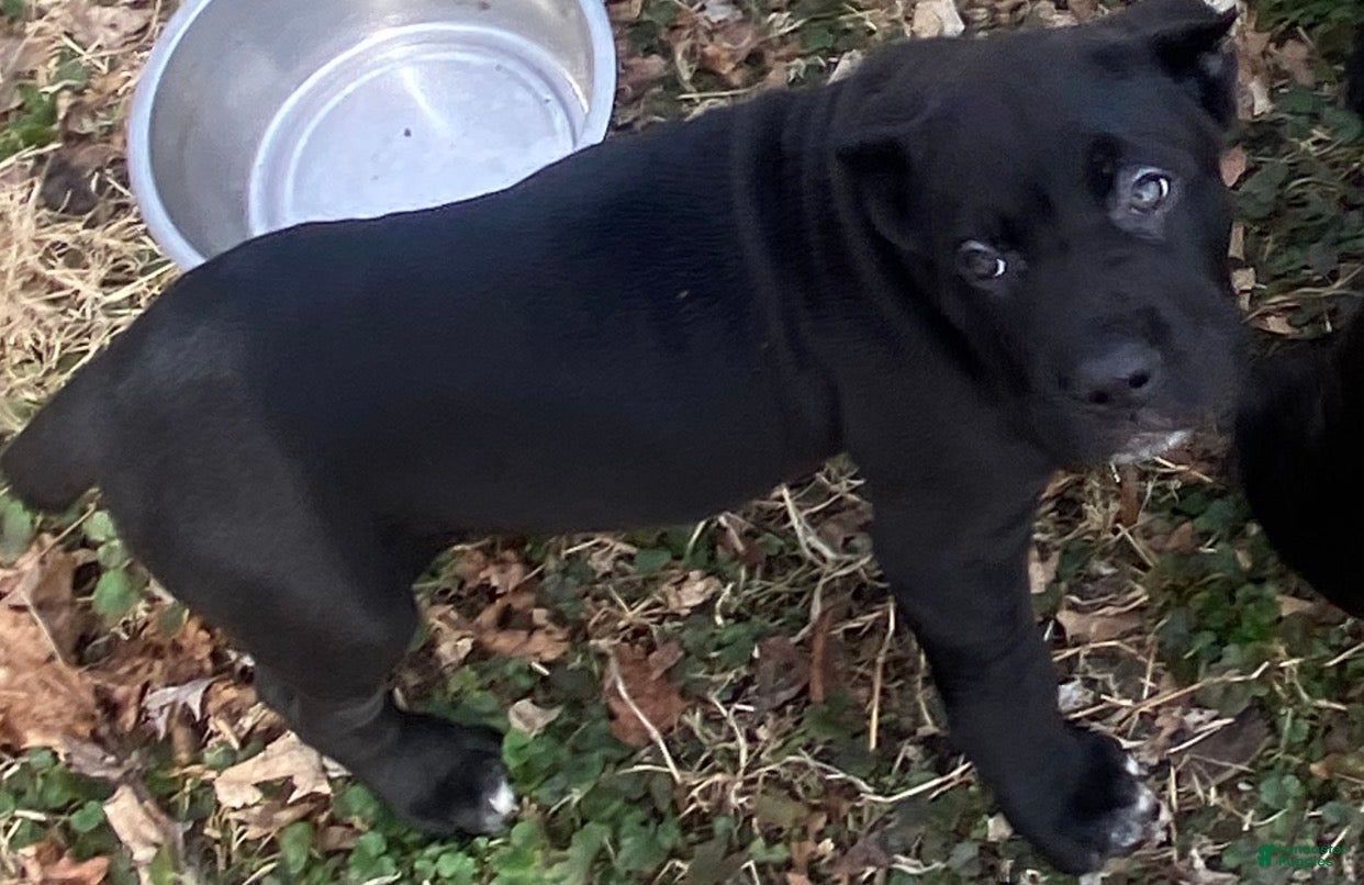 Cane Corso dogs Cane Corso Puppy 5 - Ad 7