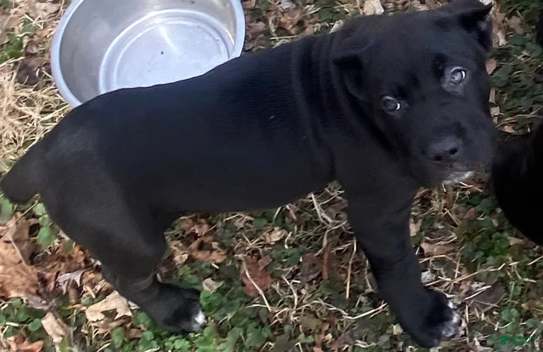 Cane Corso dogs for sale: Cane Corso Puppy 5 - Ad 1