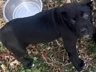 Cane Corso dogs Cane Corso Puppy 5 - Ad 7