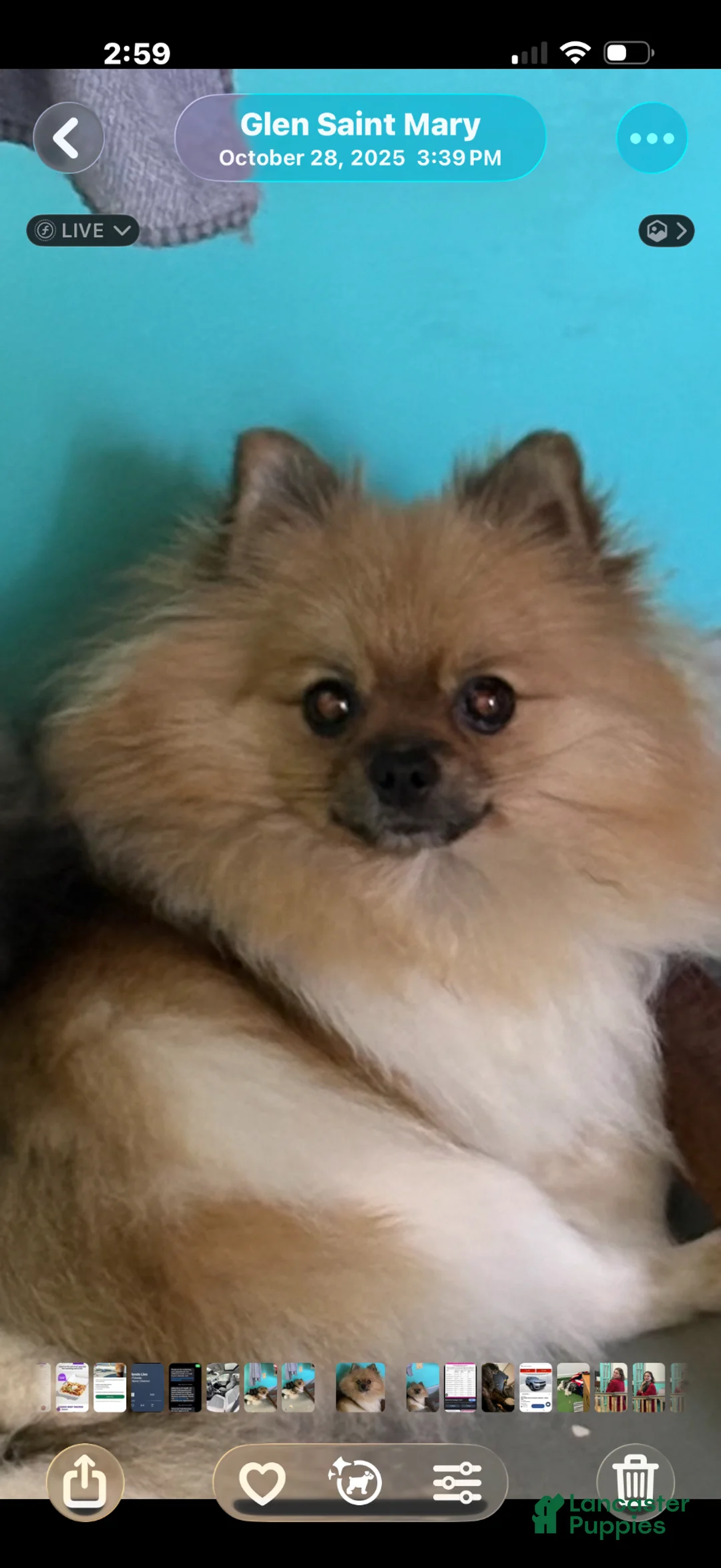 Pomeranian dogs for sale: Pinzo - Ad 7