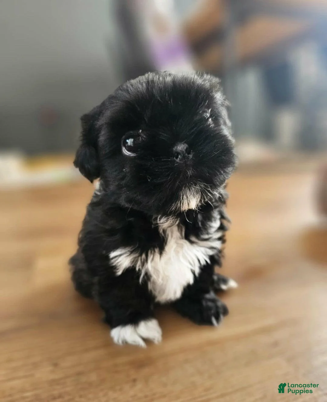 Shih Tzu dogs for sale: Rey - Ad 7