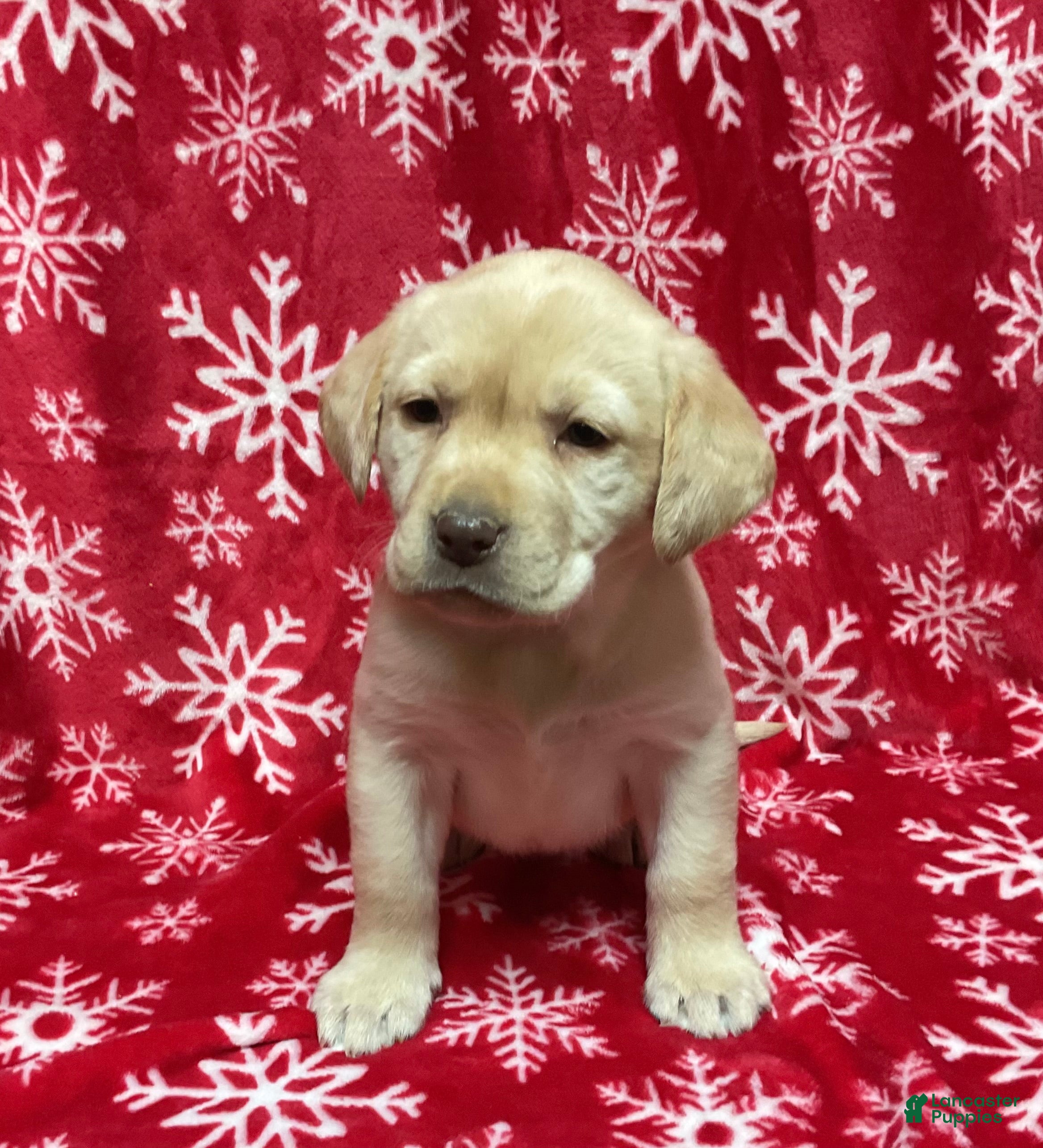 Labrador Retriever dogs Cherbert - Ad 36