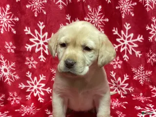 Labrador Retriever dogs Cherbert - Ad 40