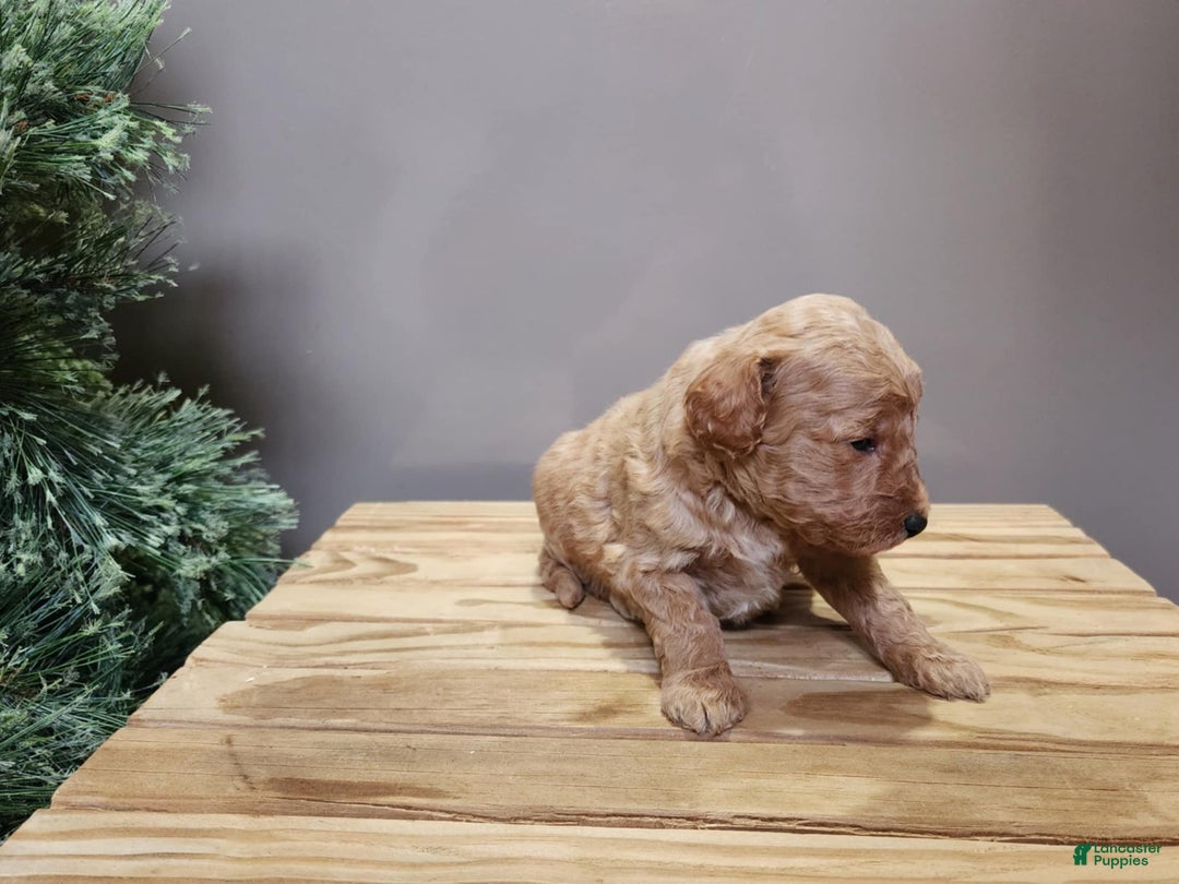 Mini Goldendoodle dogs for sale: Nash - Ad 13