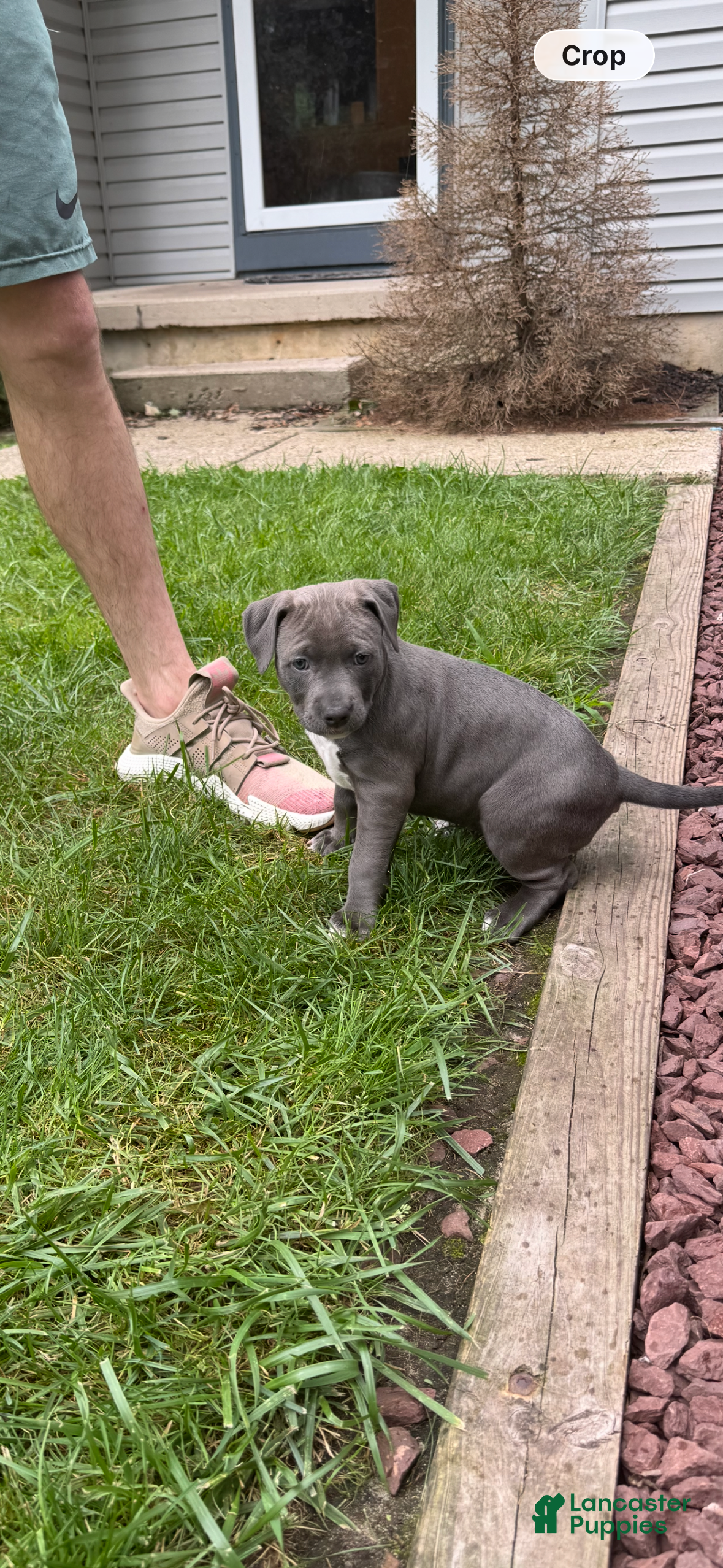 Mixed Breed dogs Blue - Ad 2