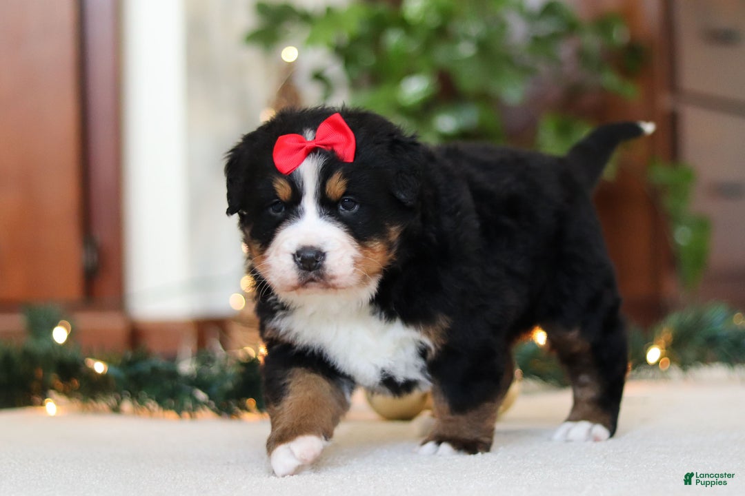 Bernese Mountain Dog dogs for sale: Princess Star - Ad 11