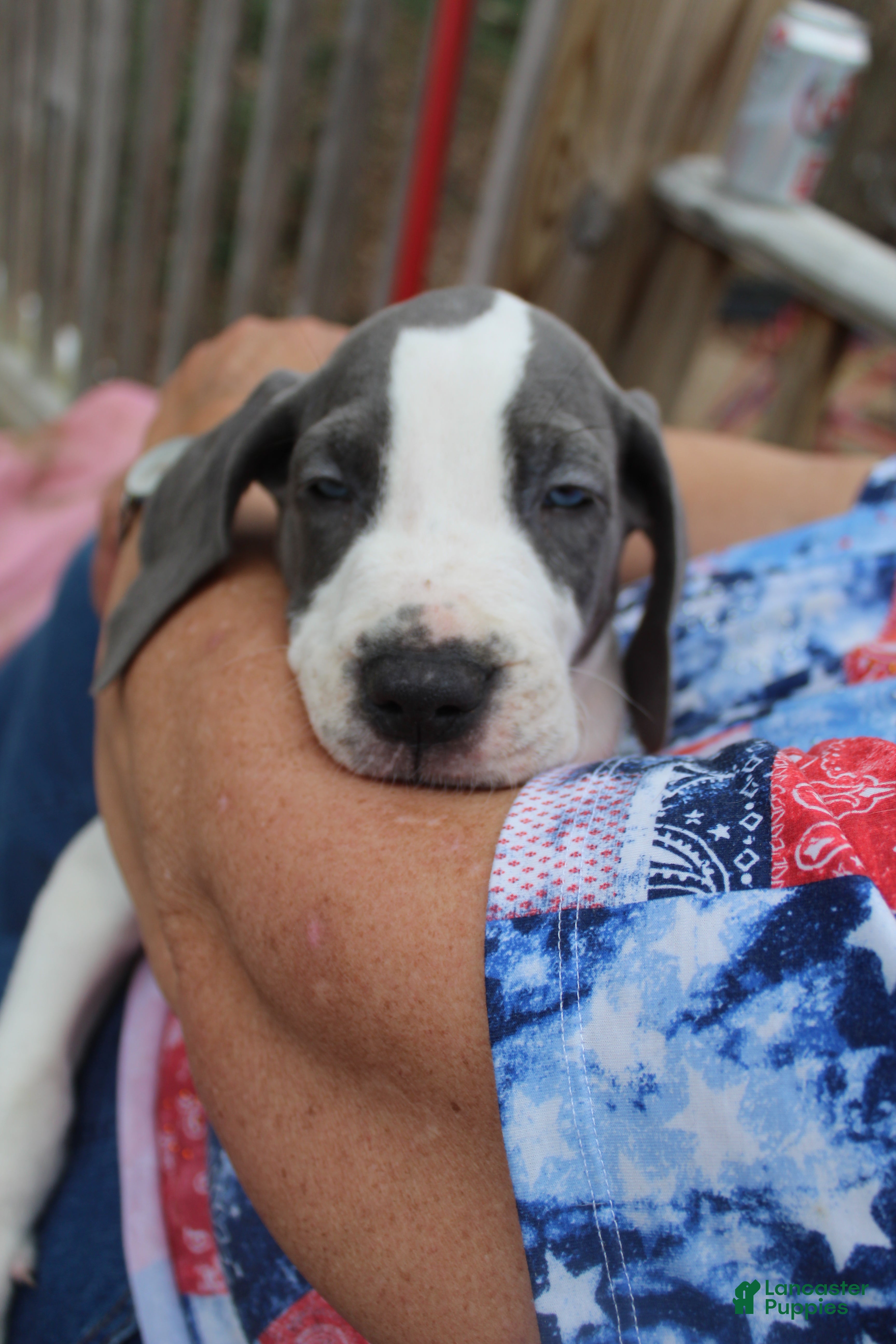 Great Dane dogs Optimus  - Ad 2