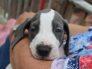 Great Dane dogs Optimus - Ad 31