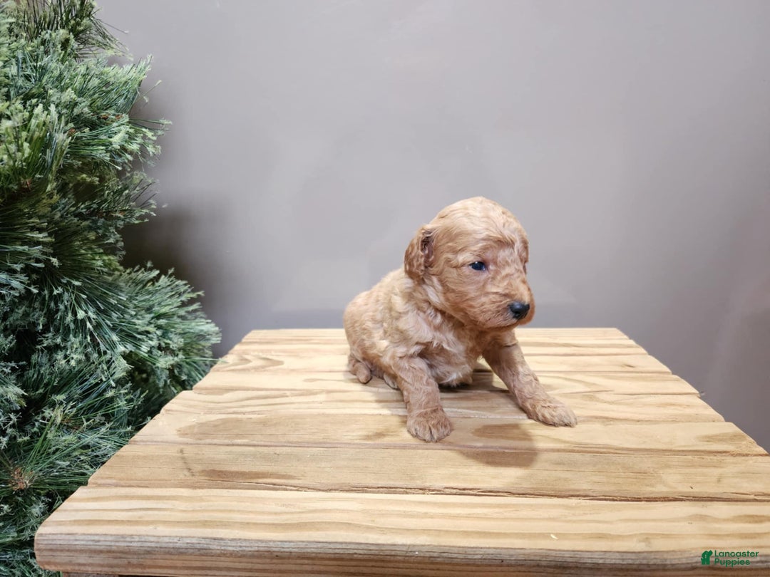Mini Goldendoodle dogs for sale: Nash - Ad 16