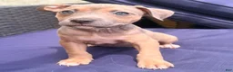 Mixed Breed dogs for sale: brownie - Ad 5