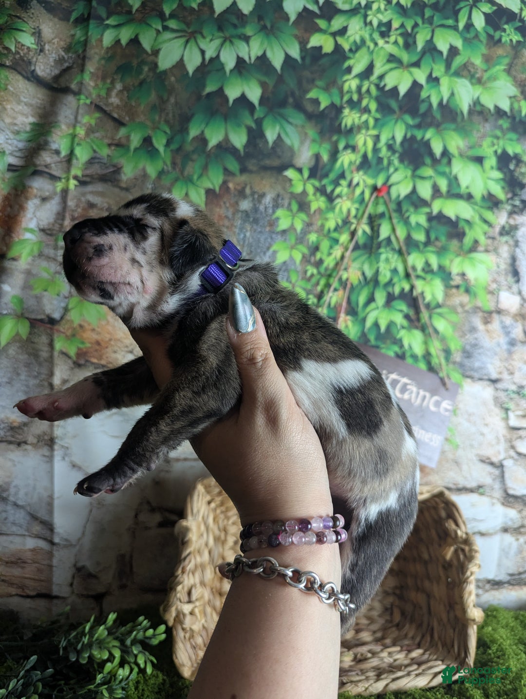 Great Dane dogs for sale: Galadriel Brindlequin Female Great Dane Puppy  - Ad 6
