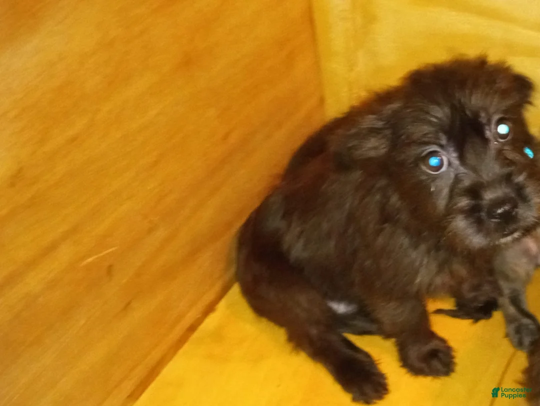 Gallery Image {{count}}