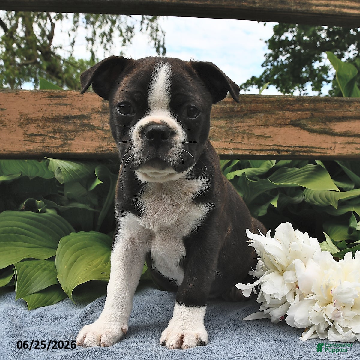 Boston Terrier dogs Ikey - Ad 2