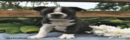 Boston Terrier dogs for sale: Ikey - Ad 2