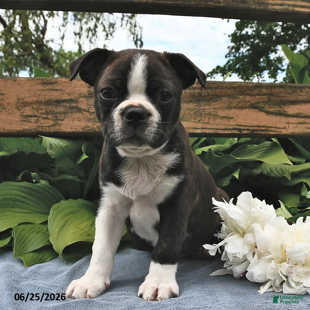 Boston Terrier dogs for sale: Ikey - Ad 2