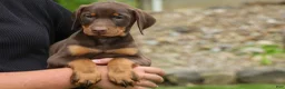 Doberman Pinscher dogs for sale:  Delilah (Red Rust)🐶 - Ad 17