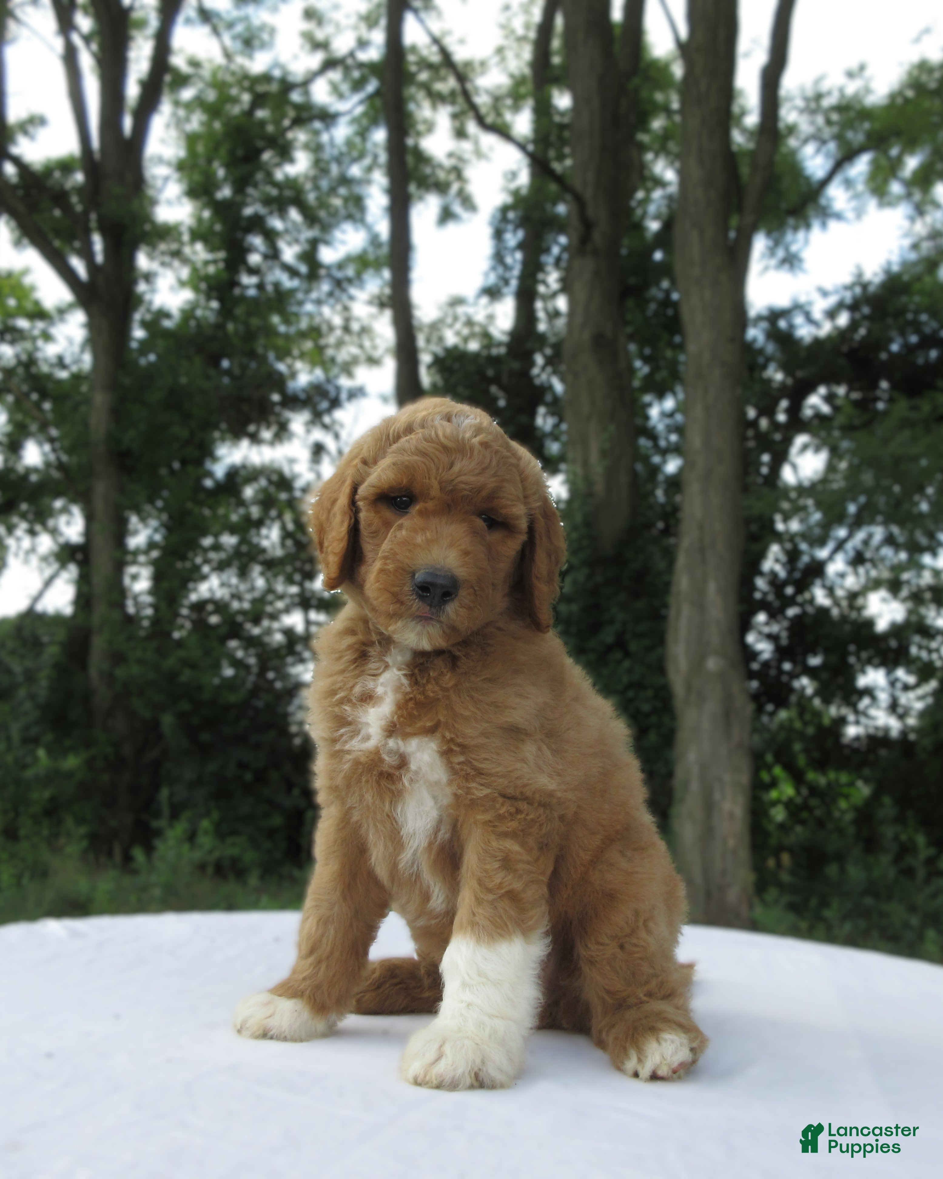 Goldendoodle dogs Thunder - Ad 1