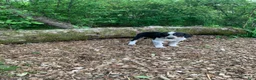 Mixed Breed dogs for sale: Star - Ad 1