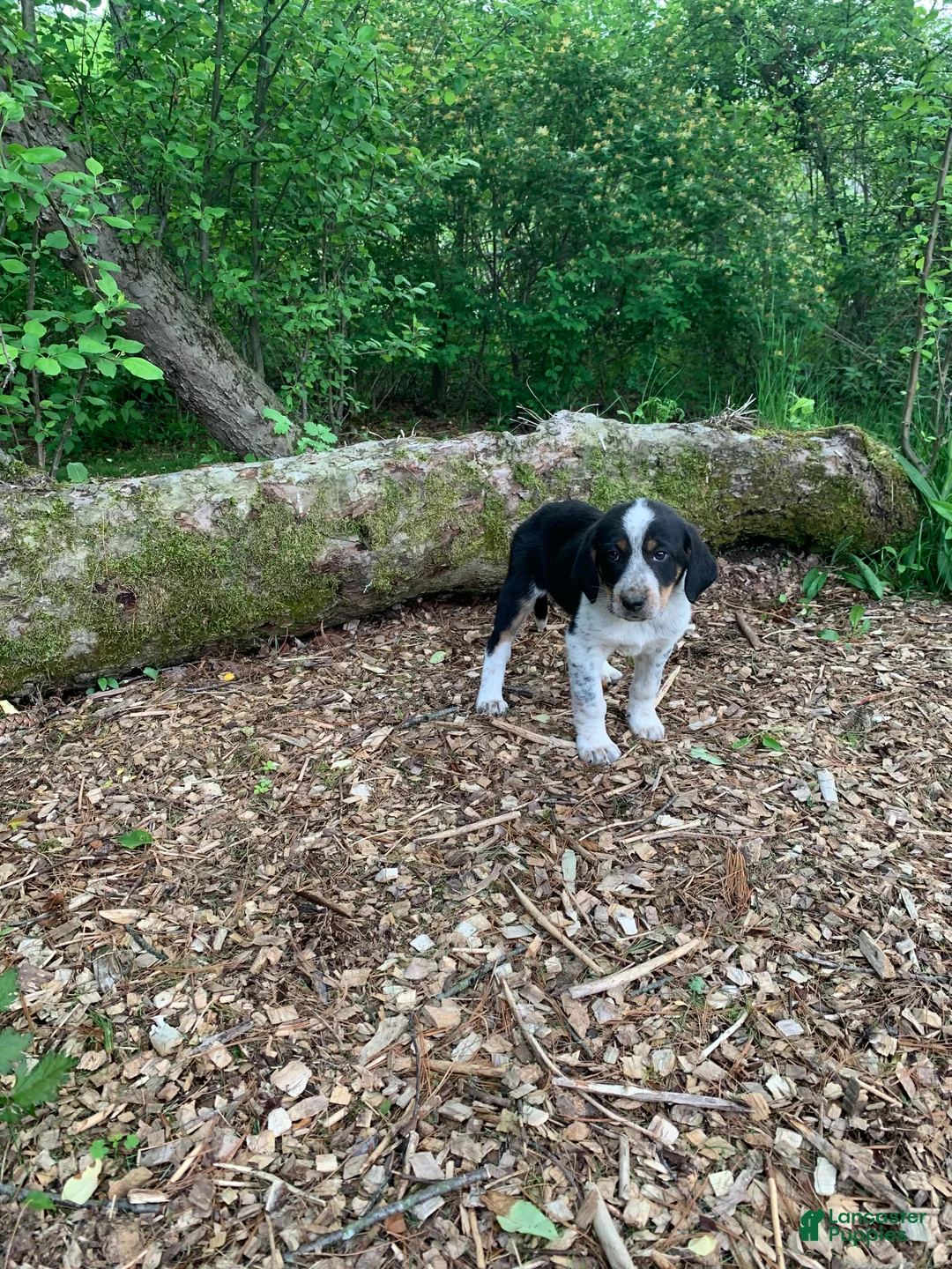 Mixed Breed dogs for sale: Star - Ad 1