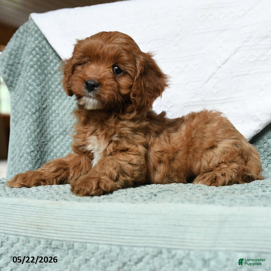 Cavapoo dogs Banner - Ad 2