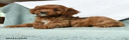 Cavapoo dogs for sale: Banner - Ad 2