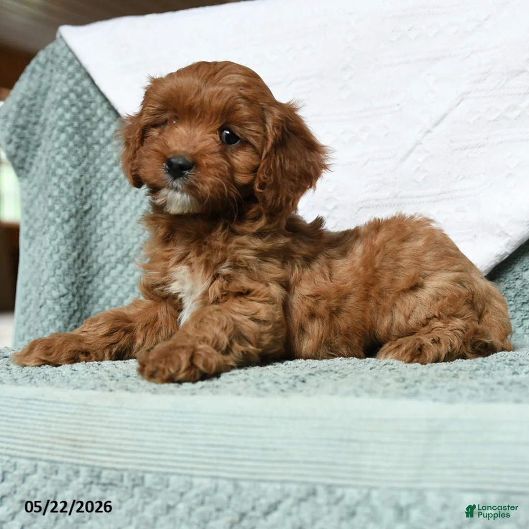 Cavapoo dogs for sale: Banner - Ad 2