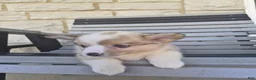 Welsh Corgi Pembroke dogs for sale: Tucker - Ad 5