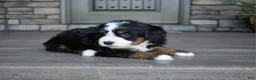 Mini Bernedoodle dogs for sale: Jodie - Ad 21