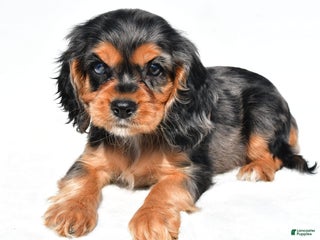 Cockalier dogs - Ad 2