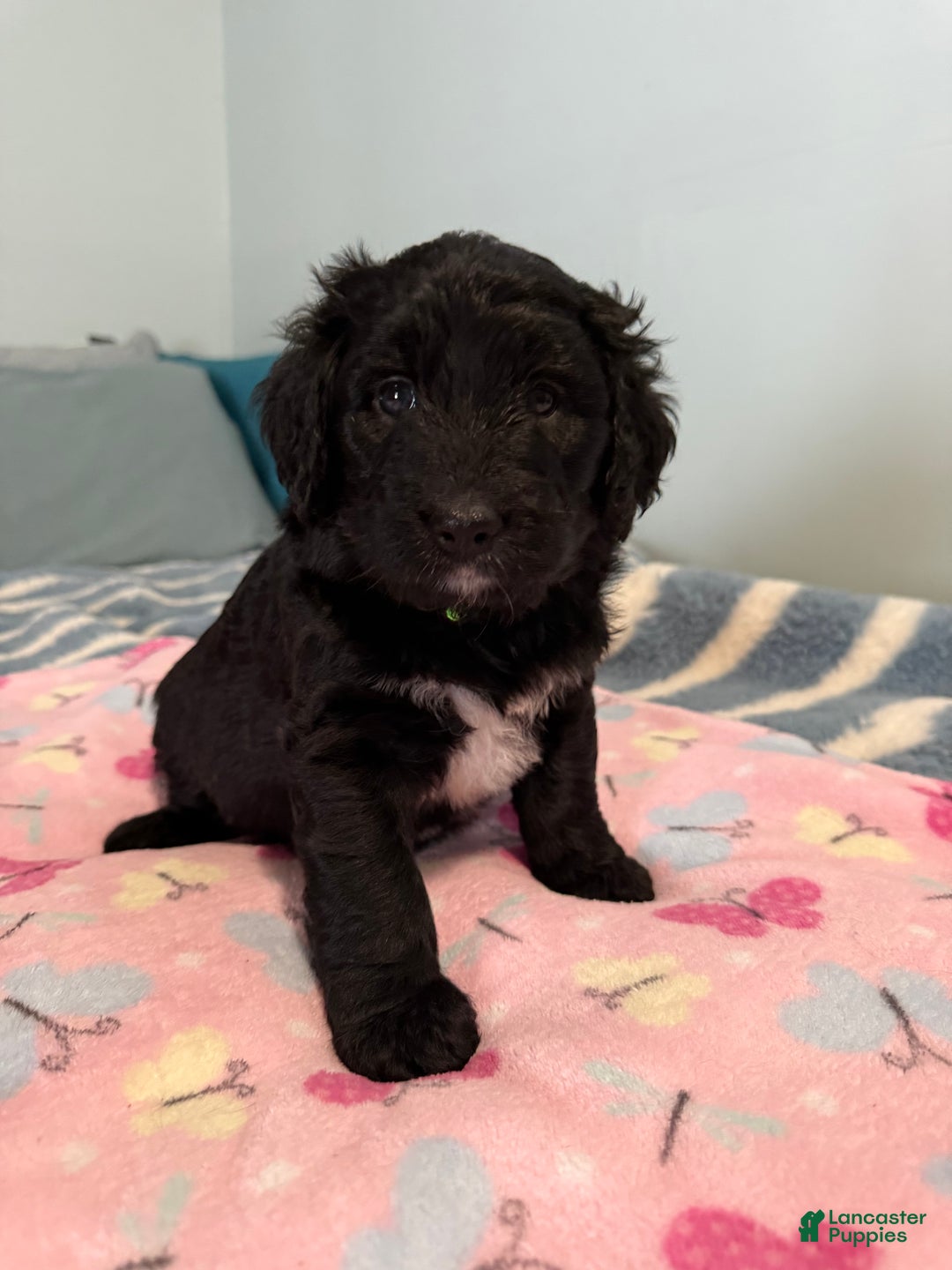 Mixed Breed dogs for sale: Mixed Breed Puppy 4 - Ad 6